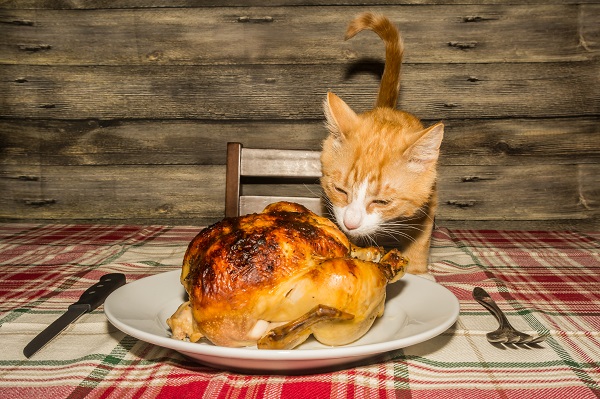 Gato pode comer peru?