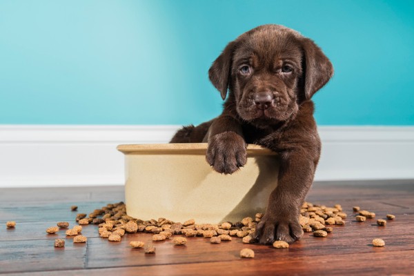 Horários e intervalos ideais para alimentar um filhote de cachorro