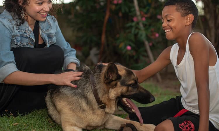 Massagem em cachorro: 4 formas de praticar no pet a massoterapia canina!