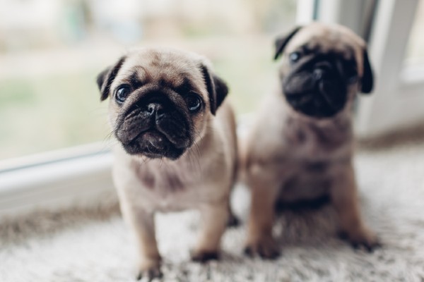 O que considerar antes de adotar dois filhotes de cachorro ao mesmo tempo