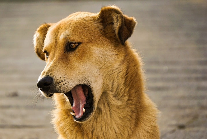 O que pode ser cachorro com olho amarelo?