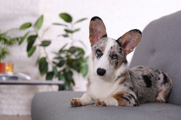Os problemas de cruzar cachorros merle