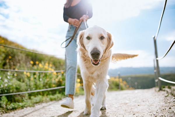 Passear com seu cachorro aumenta a chance de contrair COVID-19