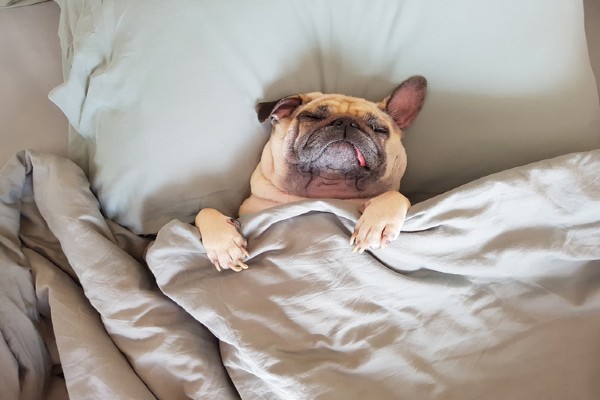 Posso deixar meu filhote de cachorro dormir na cama comigo?