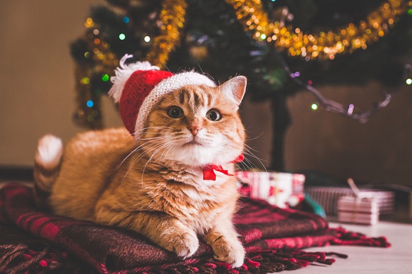 Presentes de Natal para gato