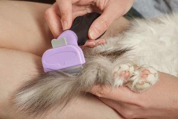 Quais raças de gato não devem usar Furminator?