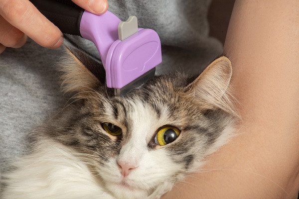 Quais raças de gato podem usar Furminator?