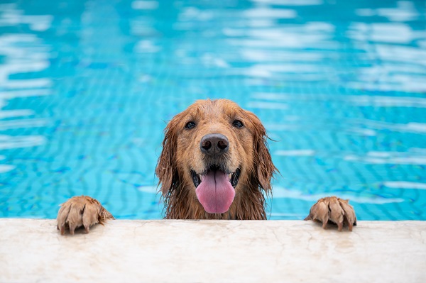 Todo cachorro sabe nadar?