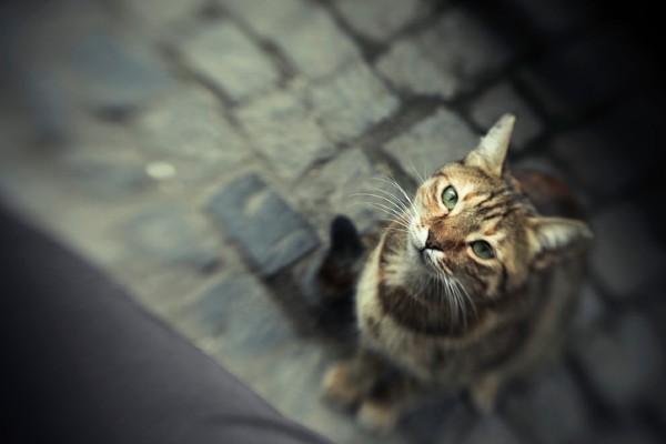 Um gato de rua vive quanto tempo?