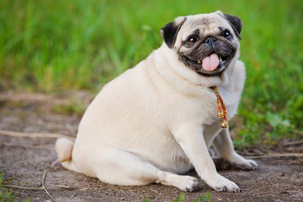 Ração para obesidade em cães Hill’s r/d (Review)