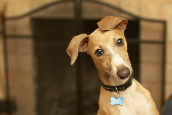 Cachorros agitados não sabem se comunicar bem, revela estudo