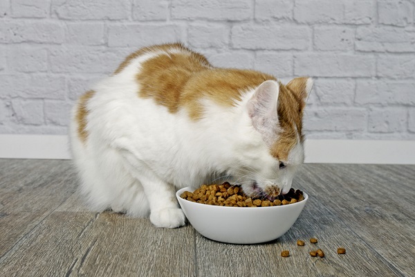 Cuidados na alimentação do gato castrado