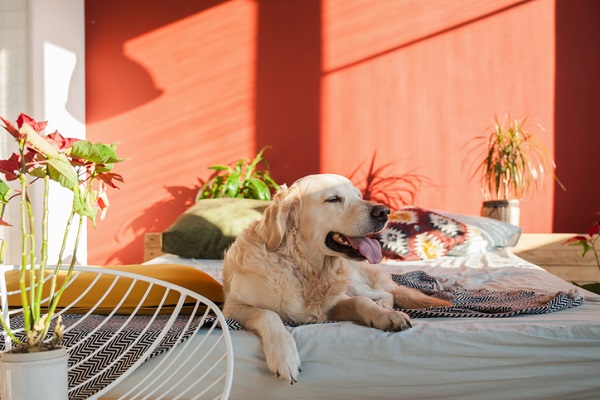 Hotel para cachorro: Não tenho com quem deixar meu pet, e agora?