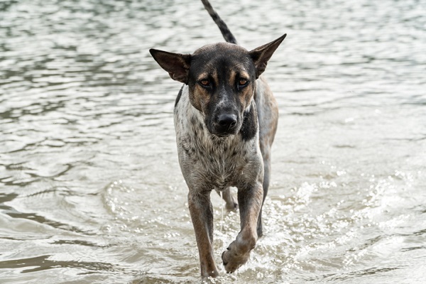 Leptospirose em cães: tudo o que você precisa saber