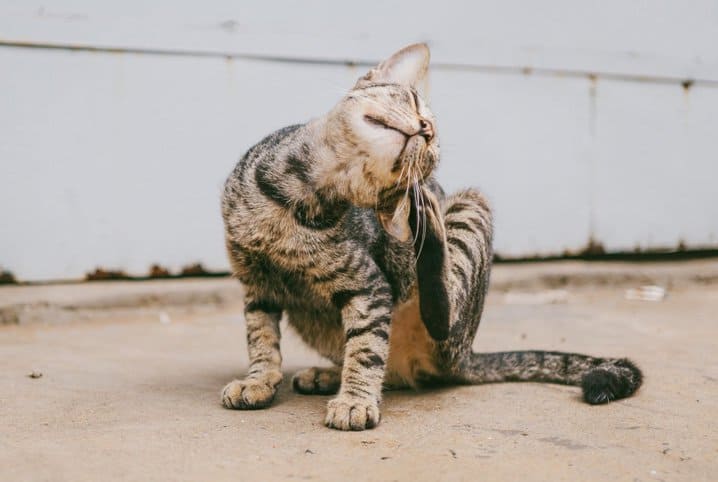 Piolho de gato: saiba como proteger seu peludo