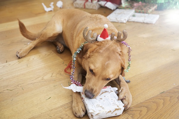 Presentes de Natal para cachorro idoso