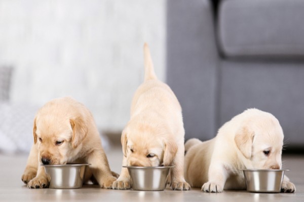 Ração para filhotes de cachorro raças pequenas Nestlé Purina Pro Plan (Review)