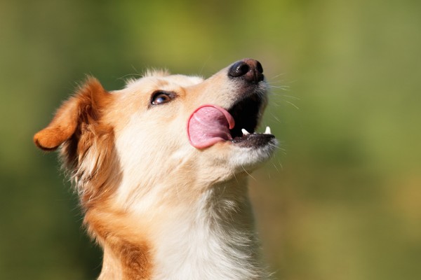 Tudo o que você precisa saber sobre a digestão dos cães