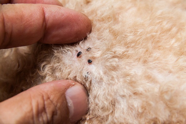 Cachorro com pulga: Quatro sinais de que seu pet está infestado