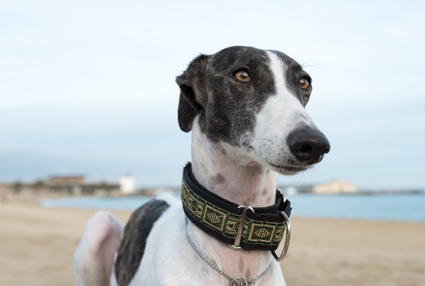 Cachorros de corrida: Conheça quatro galgos populares no Brasil