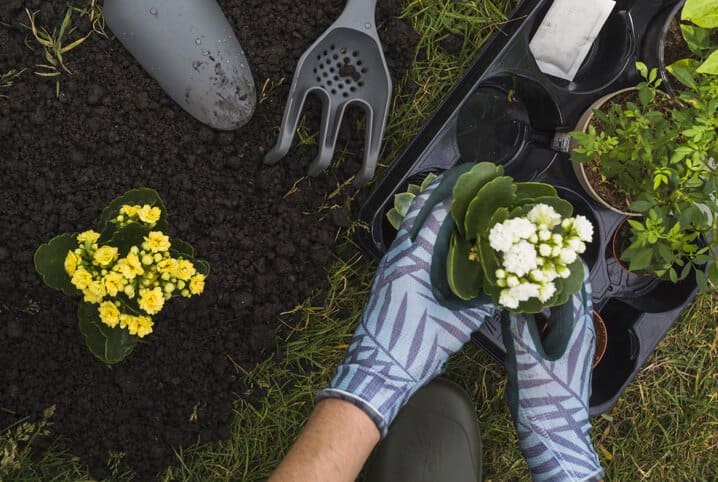 Conheça os principais tipos de plantas rasteiras