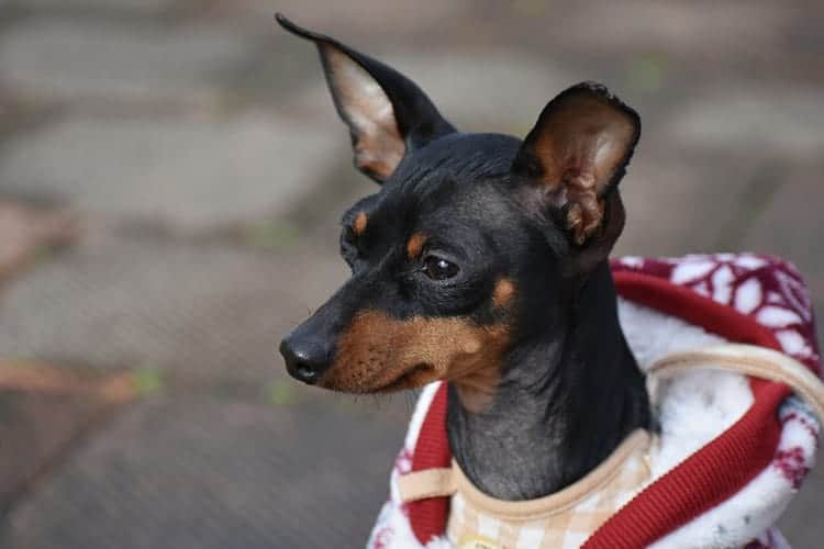 Conheça os tipos de Pinscher e as principais diferenças entre eles