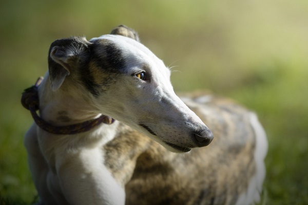 Greyhound – Principais doenças