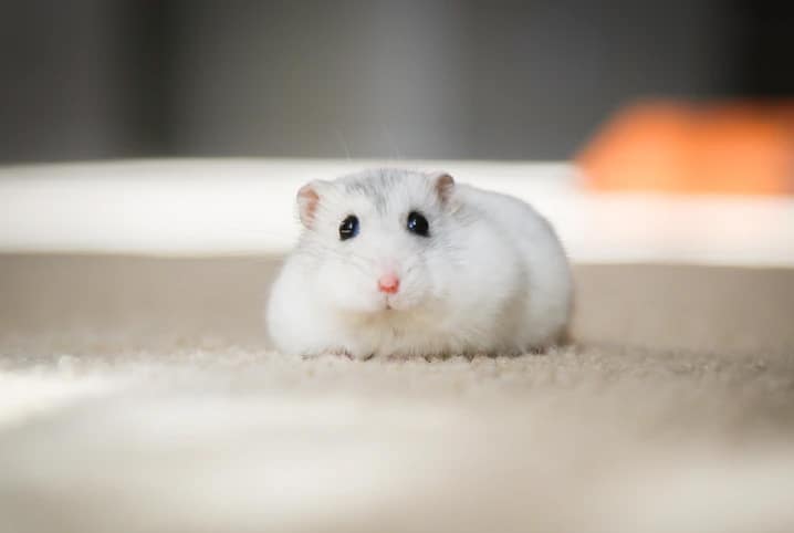 Hamster pode comer queijo? Saiba aqui!