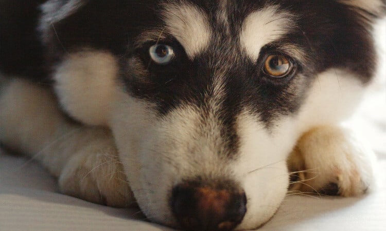 Mudar a ração do cachorro faz mal?