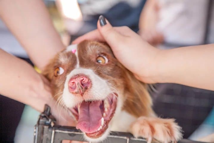 O que fazer quando o cachorro avança no dono?