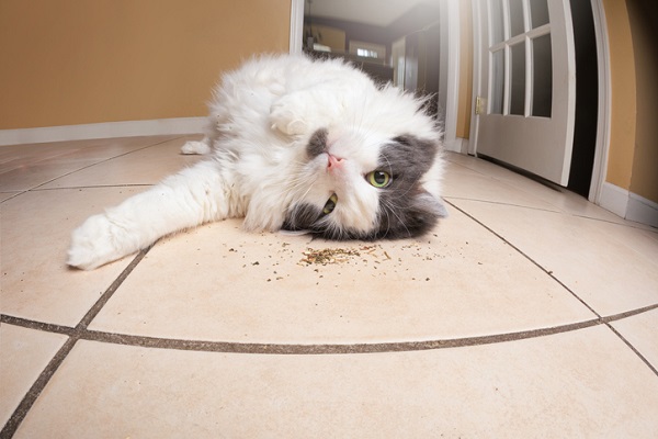 Planta Catnip pode servir como repelente de insetos