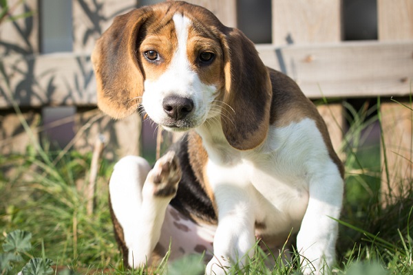 Quatro jeitos do seu cachorro pegar pulgas