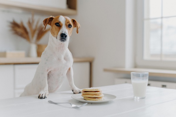 Receita de panqueca de banana para cachorros e gatos