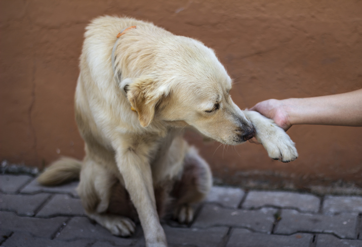 A alimentação pode ajudar cães com dor articular