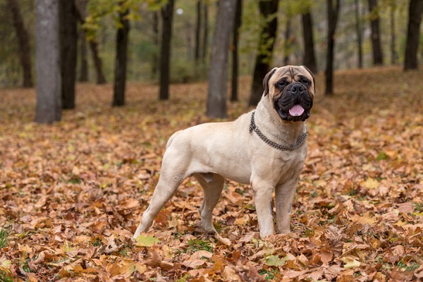 Bullmastiff – Principais doenças