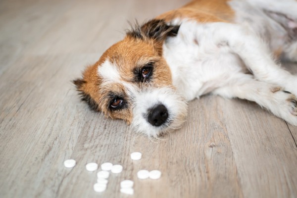 Cachorro comeu remédio humano: o que fazer?