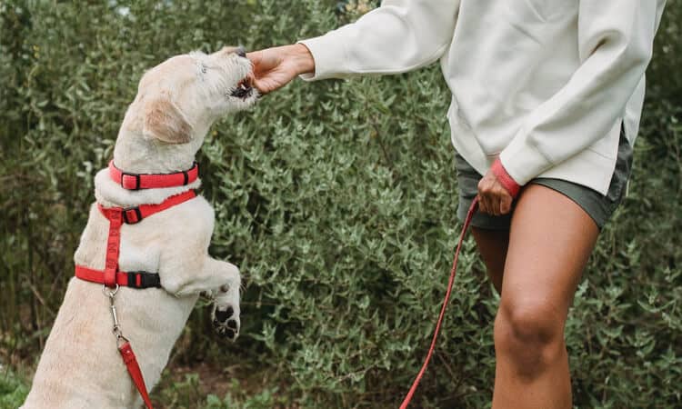 Cachorro pode comer nozes e outras oleaginosas?