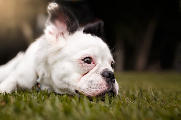 Cachorros sofrem luto com a perda de alguém ou outro pet?
