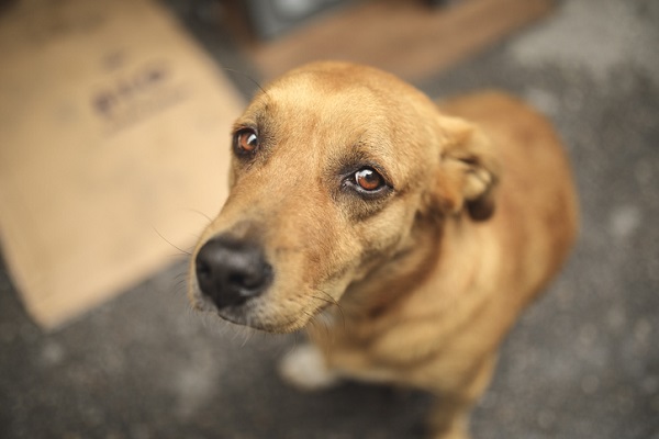 Câmara de SP aprova criação de CPI para investigar maus tratos a animais