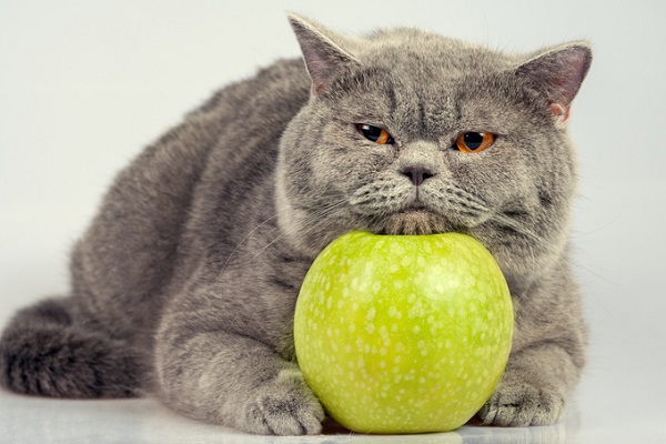 Conheça 10 frutas que gatos podem comer e 10 proibidas