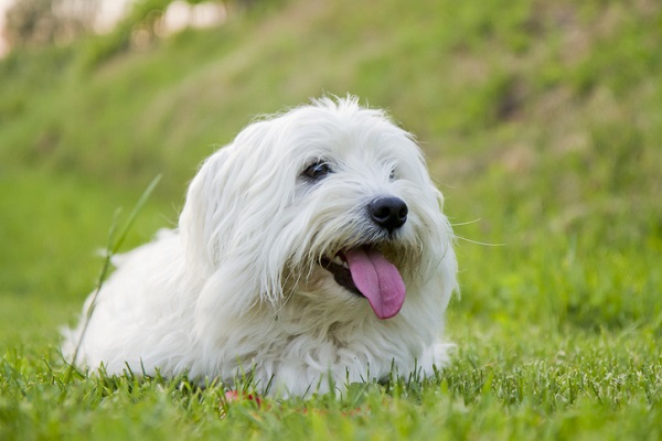 Coton de Tulear – Principais doenças