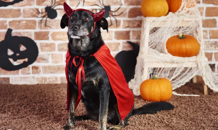 Confira ideias criativas de fantasia de Halloween para cachorro