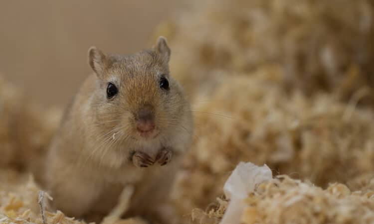 Hamster pode comer melancia? Descubra!