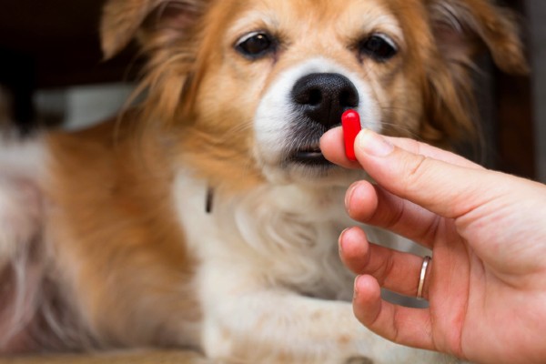 Meu cachorro deve ser medicado para problemas comportamentais?