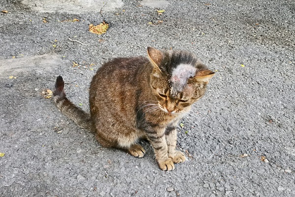 O que é esporotricose em gato?