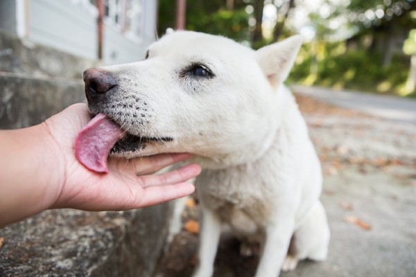 O que é um cachorro comunitário?