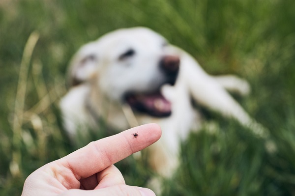 O que você precisa saber quando seu cachorro tem carrapato