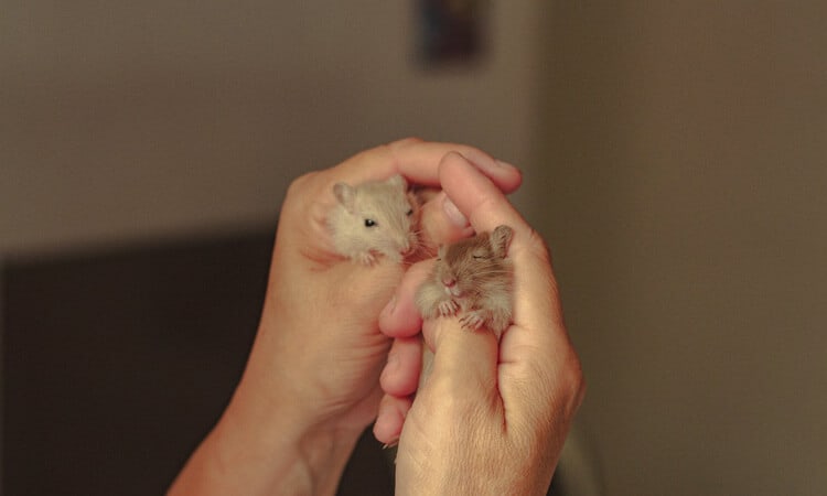 Quantos filhotes um hamster pode ter por ninhada?