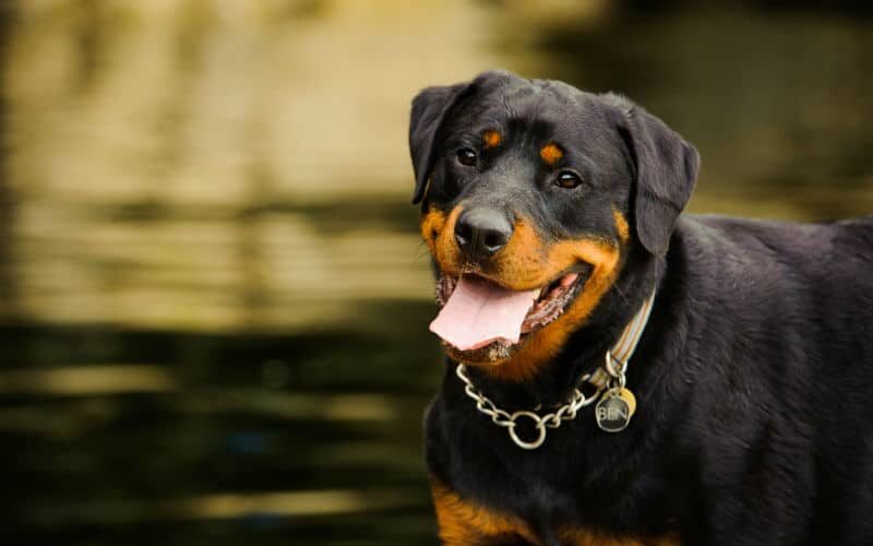 Raça de cachorro grande: conheça 5 amigões!