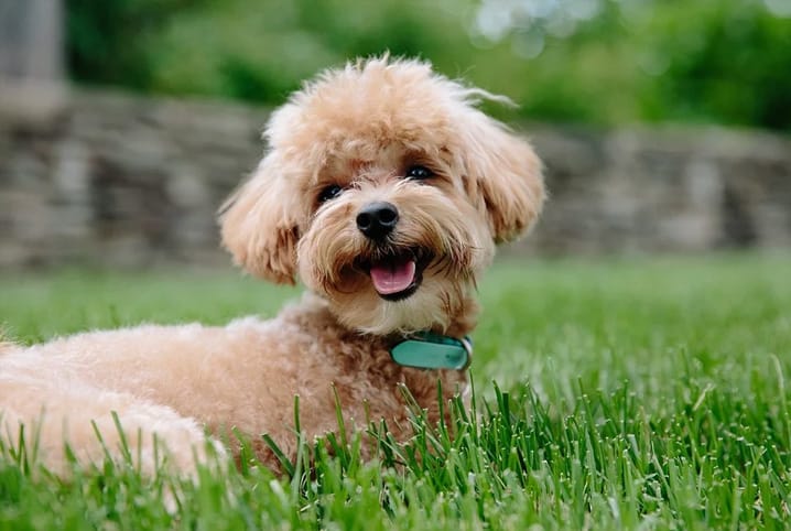 Saiba os tamanhos de Poodle e as principais diferenças entre eles